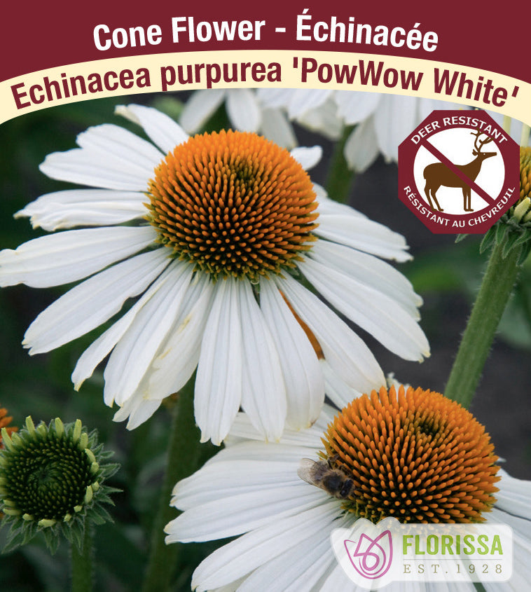 Echinacea - pur. PowWow White