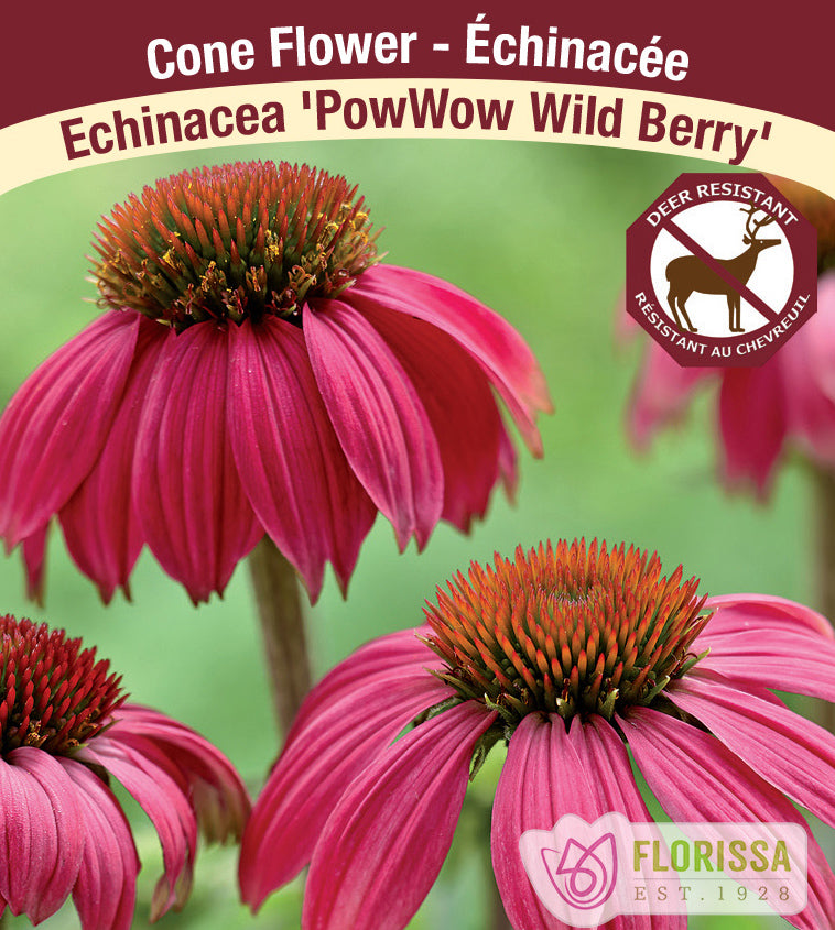 Echinacea - pur. PowWow Wild Berry