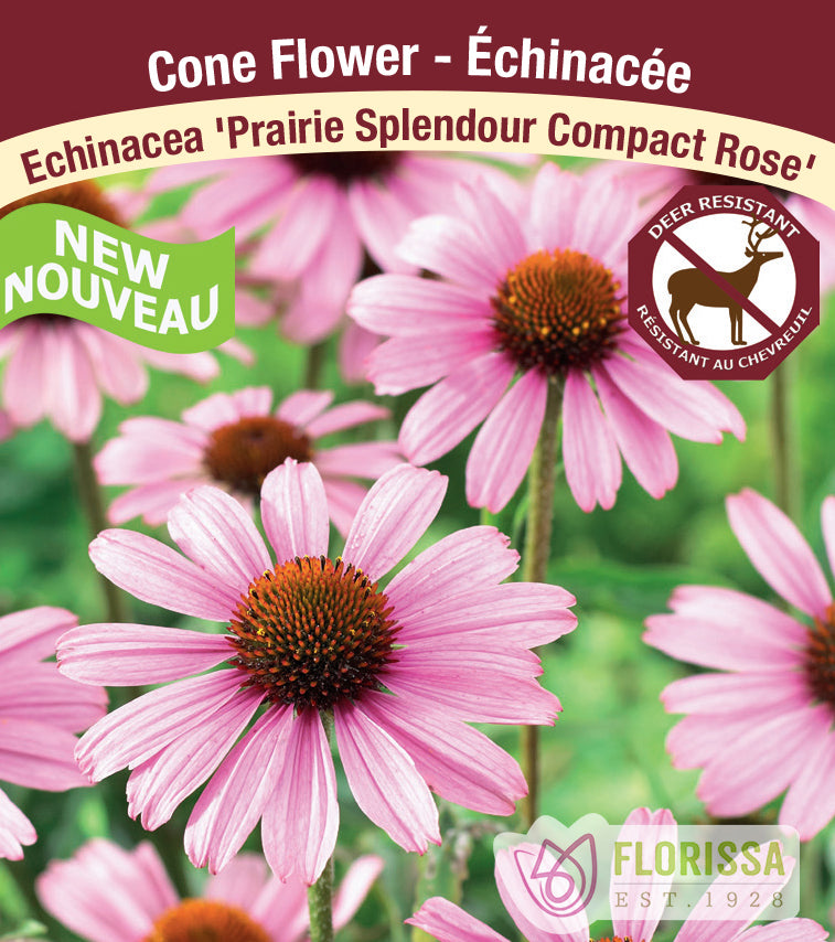 Echinacea - pur. Prairie Splendour Compact Rose