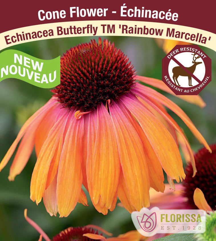 Echinacea - Butterfly Series Rainbow Marcella