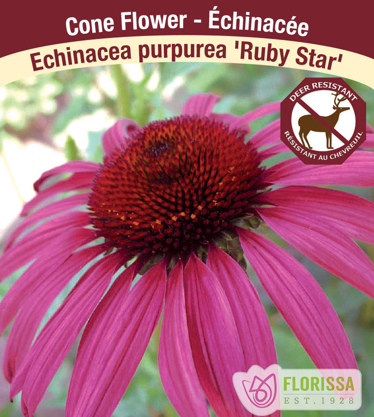 Echinacea - pur. Ruby Star (Rubenstern)