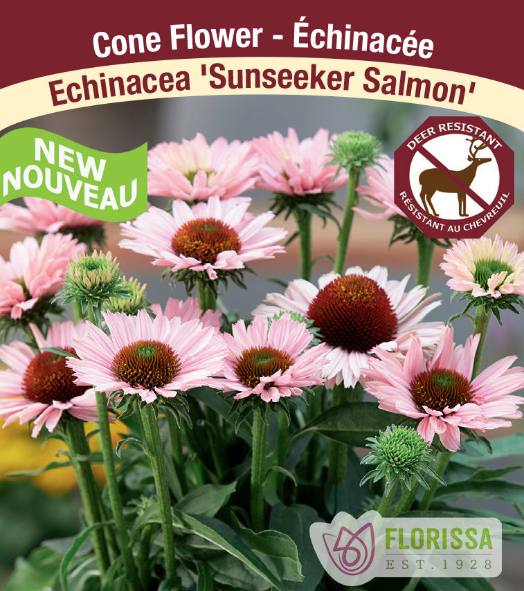 Echinacea - pur. Sunseeker Salmon