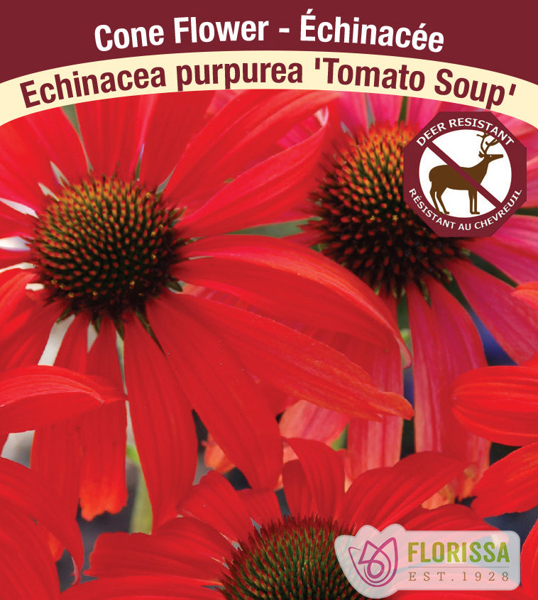 Echinacea - pur. Tomato Soup