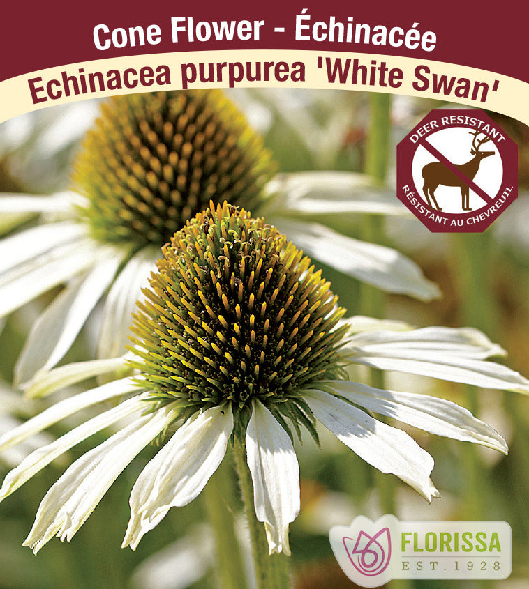 Echinacea - pur. White Swan