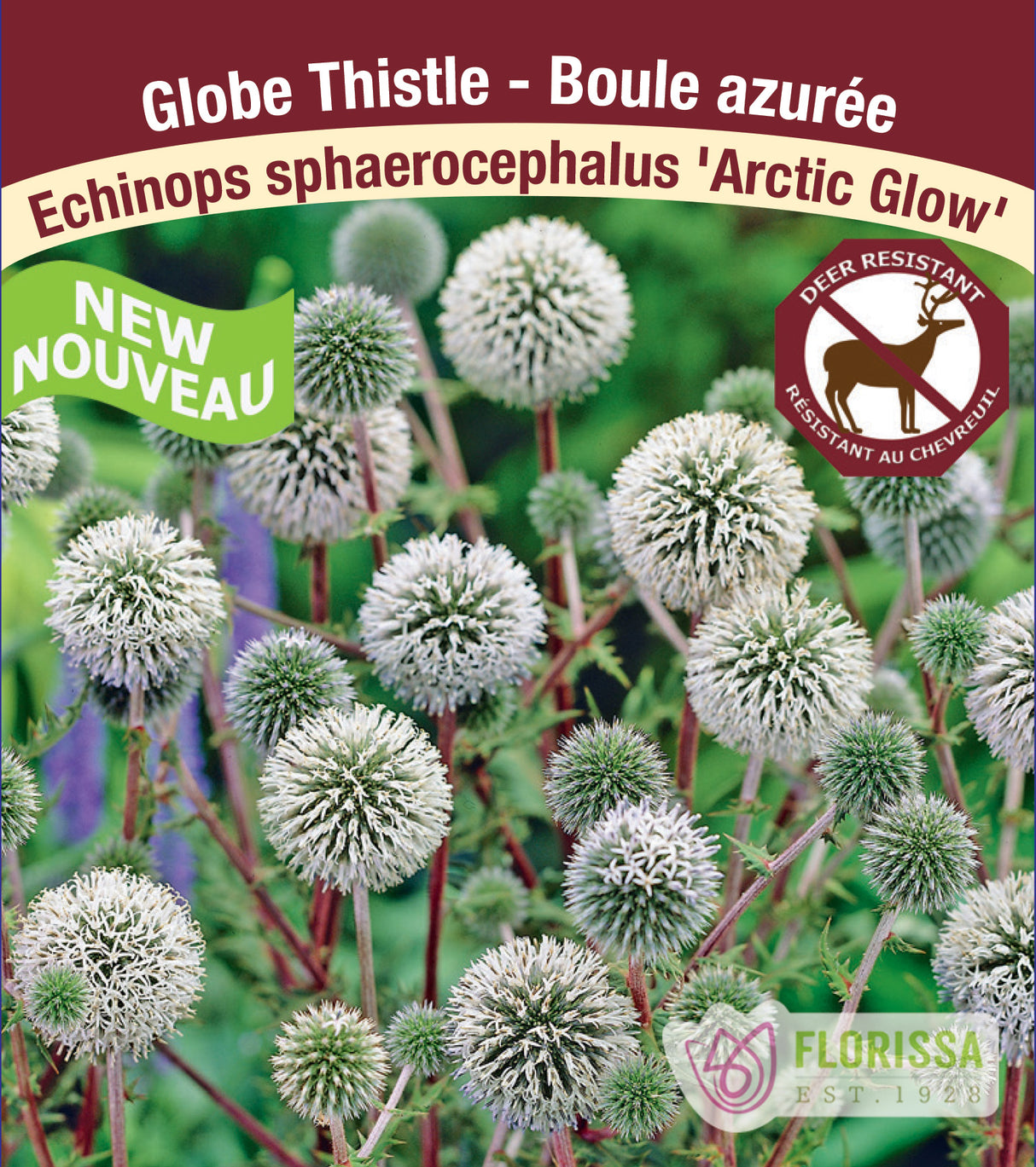 Echinops - Arctic Glow