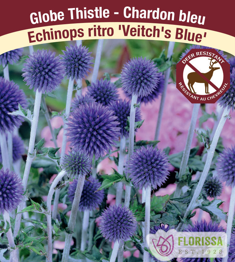 Echinops - ritro Veitch's Blue
