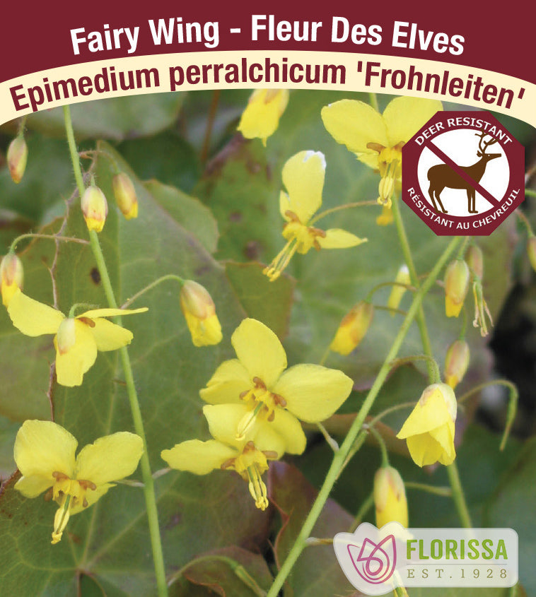 Epimedium - perralchicum Frohnleiten