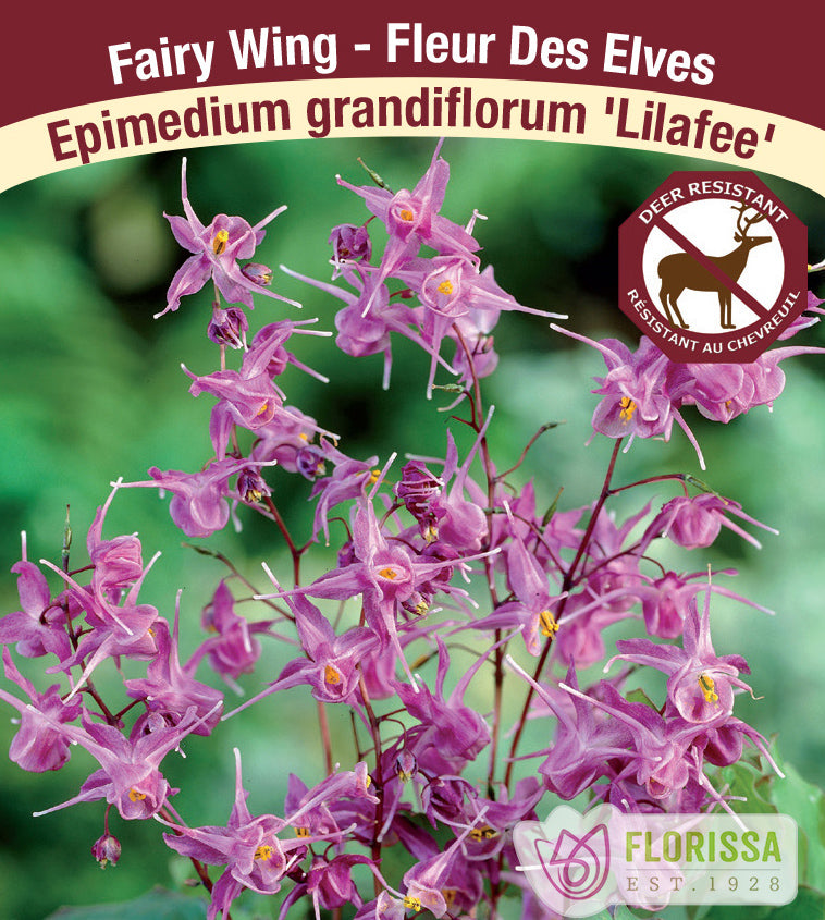 Epimedium - grandiflorum Lilafee
