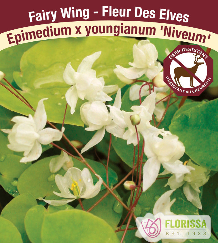 Epimedium - x youngianum Niveum
