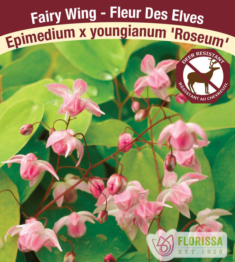 Epimedium - x youngianum Roseum