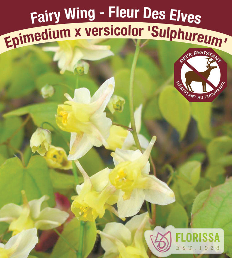 Epimedium - x versicolor Sulphureum