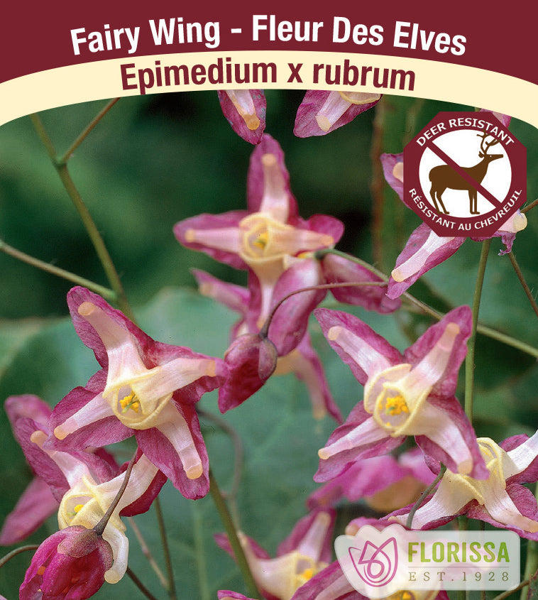 Epimedium - x rubrum