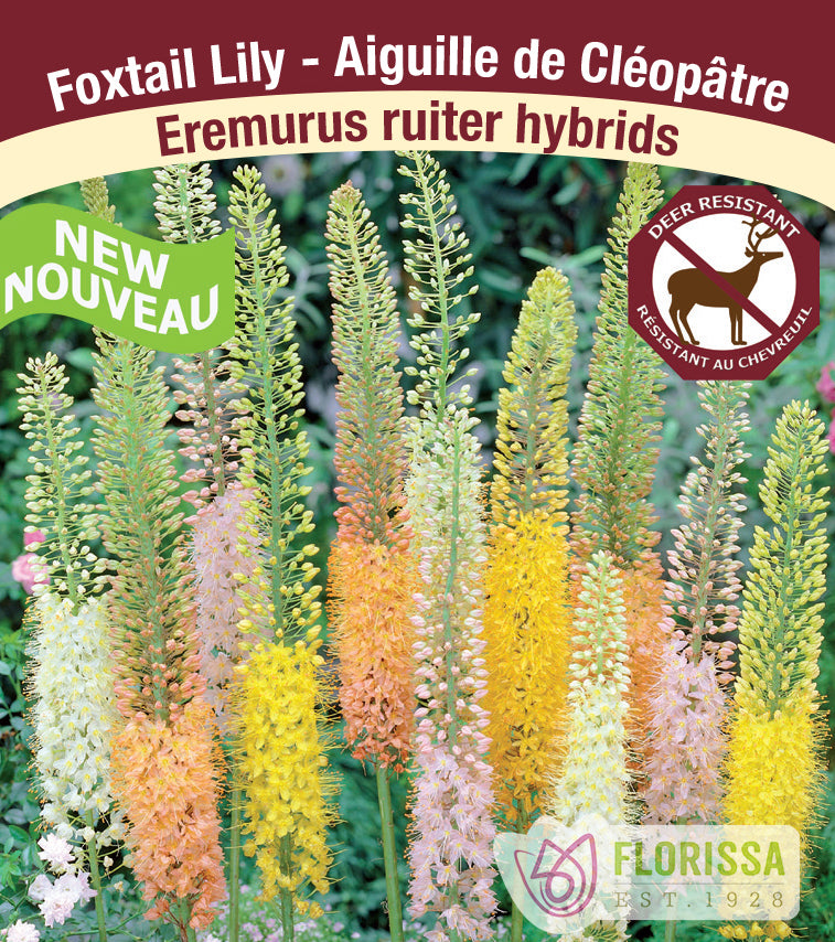 Foxtail Lily Eremurus -  ruiter Hybrids
