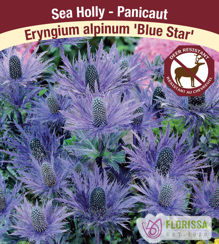Eryngium - alpinum Blue Star