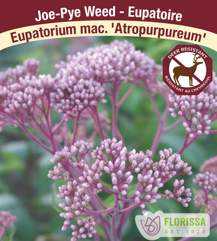 Eupatorium - mac. Atropurpureum