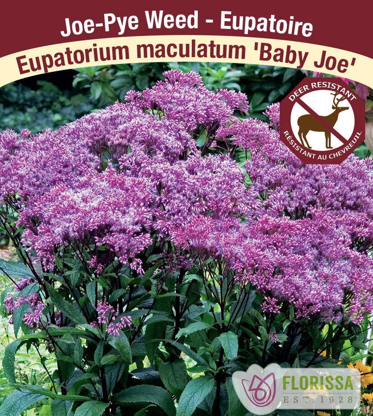 Eupatorium - mac. Baby Joe