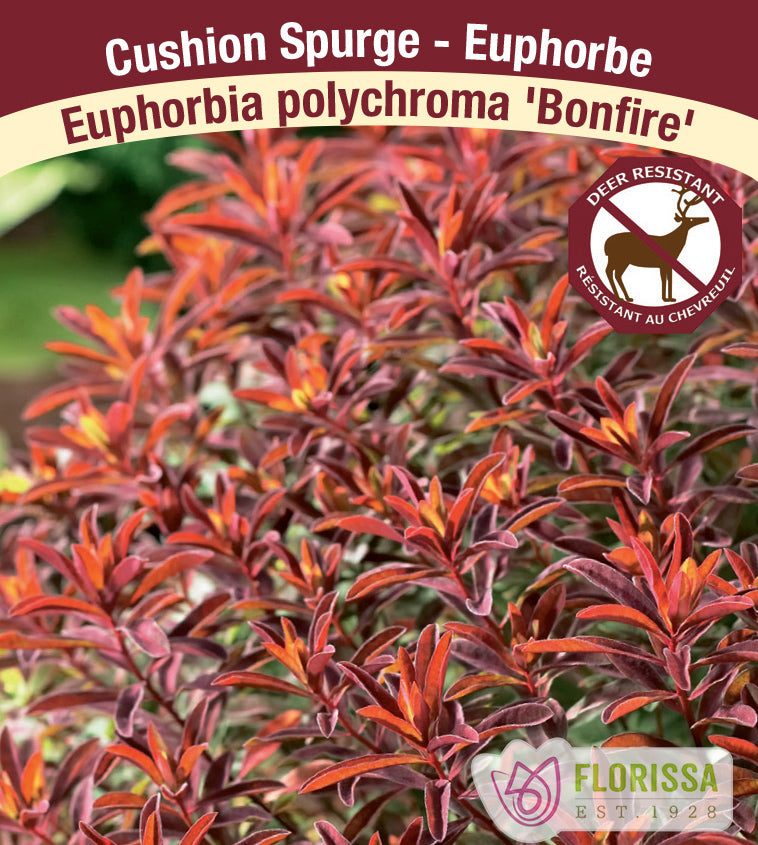 Euphorbia - poly. Bonfire