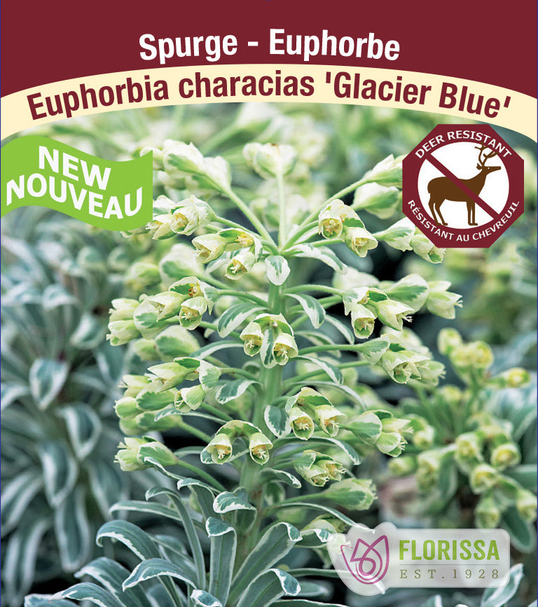 Euphorbia - Glacier Blue