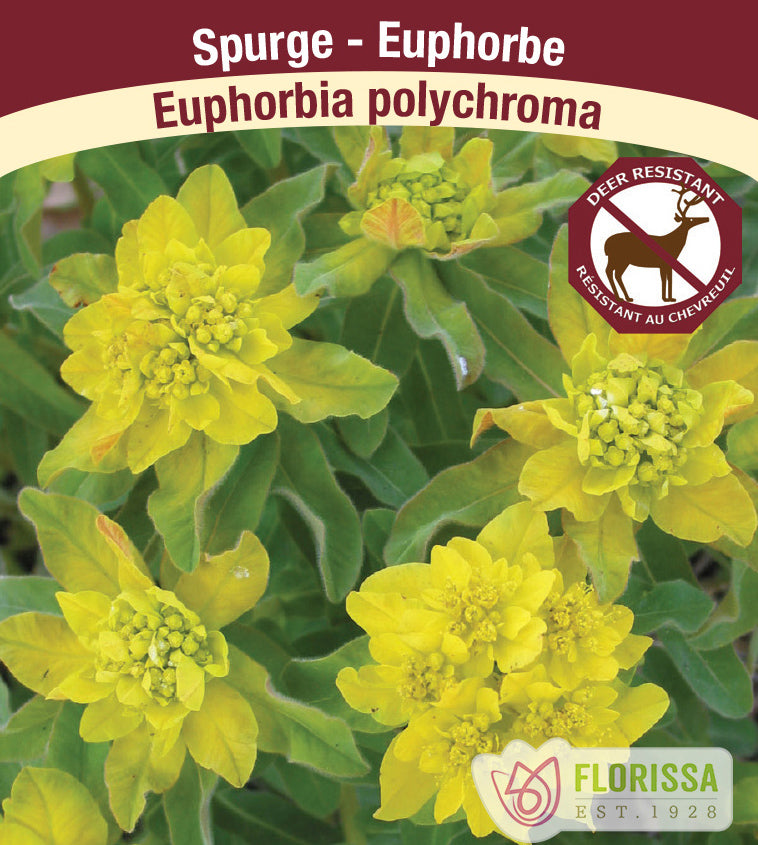 Euphorbia - polychroma