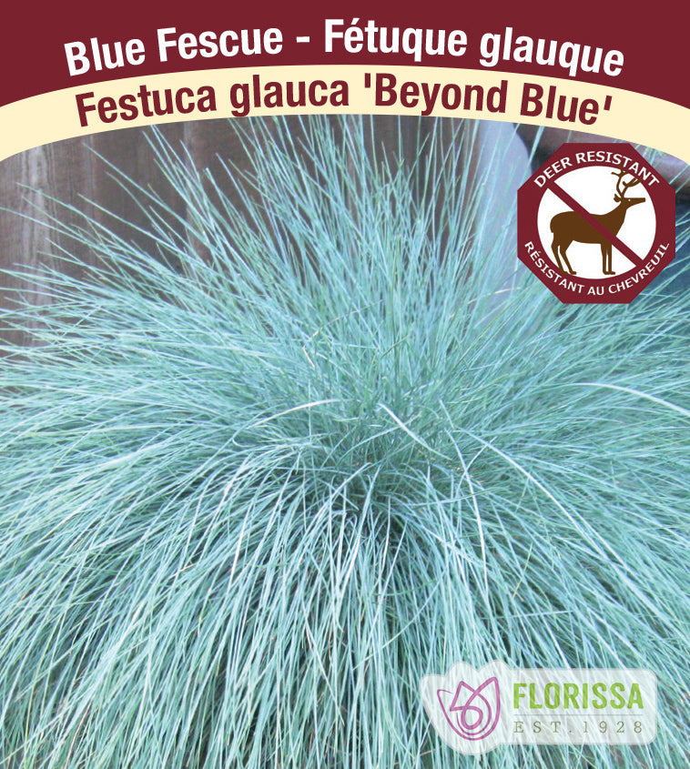 Festuca - glauca Beyond Blue
