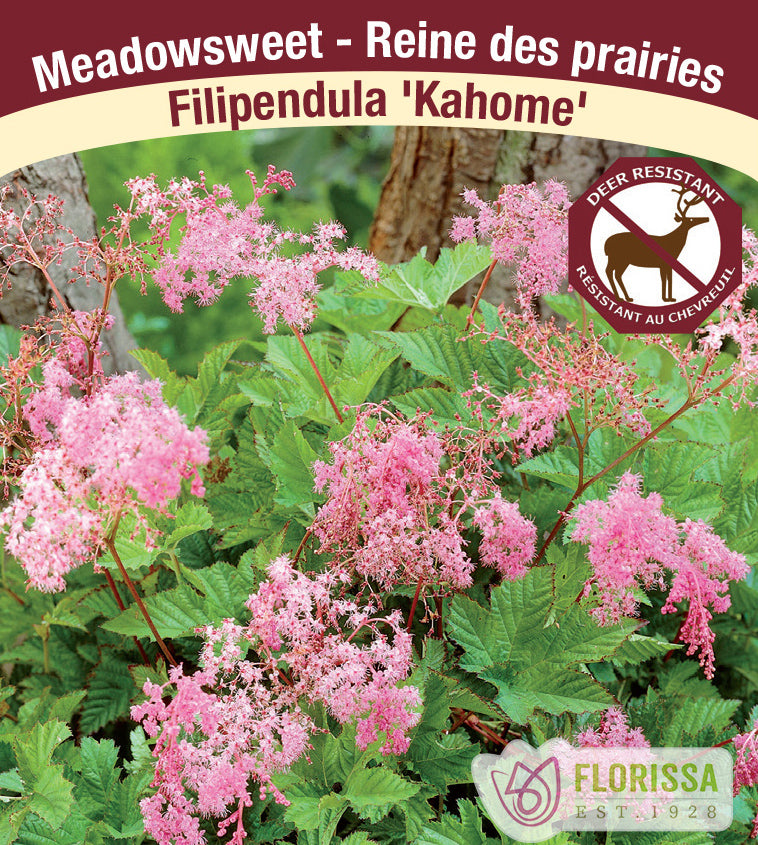 Filipendula - Kahome