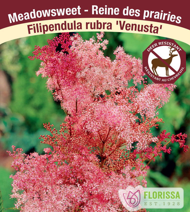 Filipendula - rubra Venusta