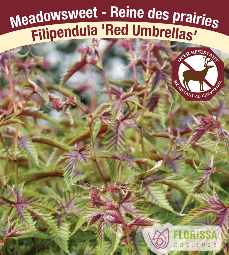 Filipendula - Red Umbrellas