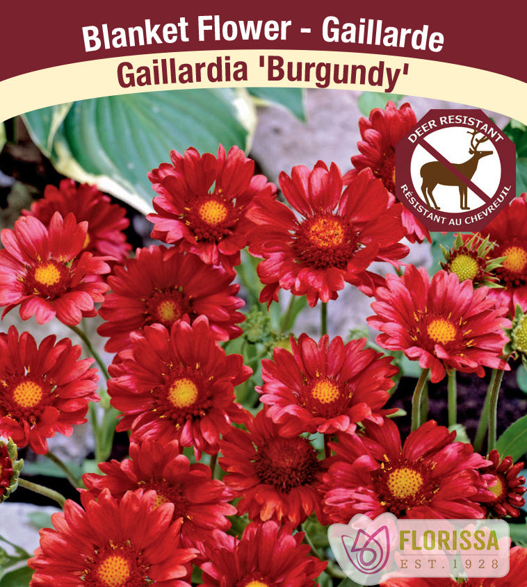 Gaillardia - Burgundy