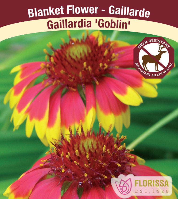 Gaillardia - Goblin