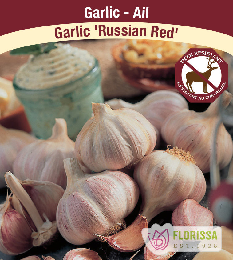 Garlic - Russian Red Bulk
