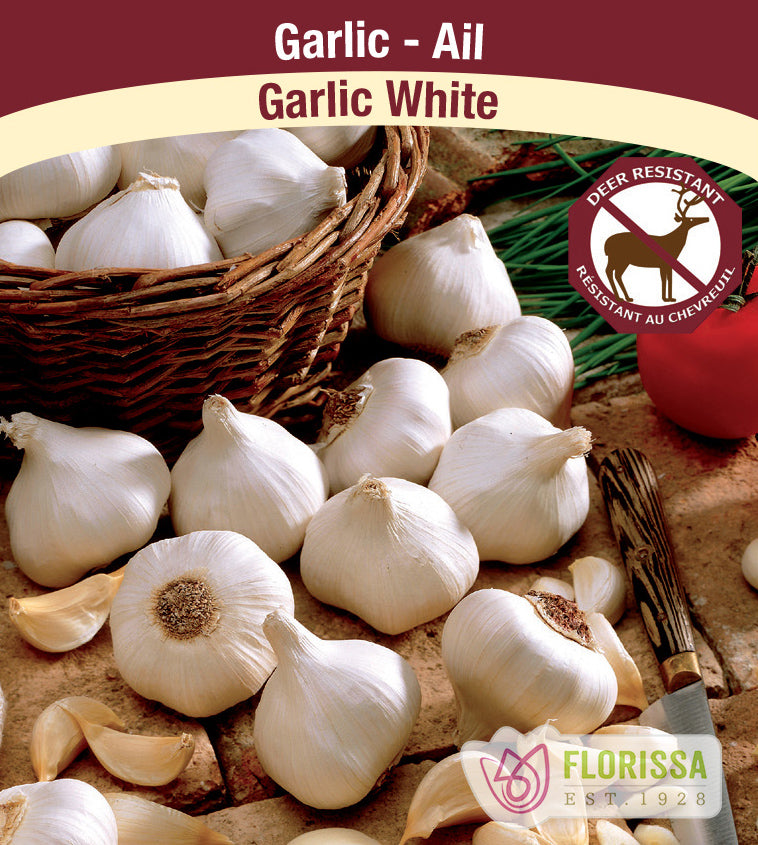 Garlic - Regular Bulk