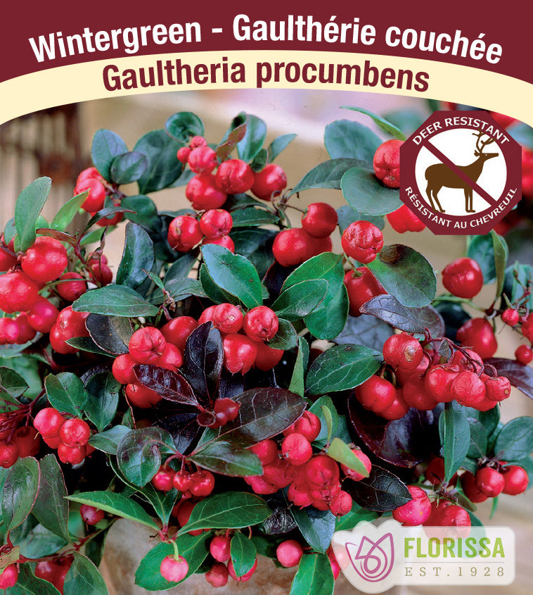 Gaultheria - procumbens Redwood