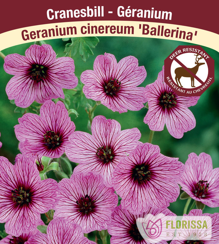 Geranium - cinereum Ballerina
