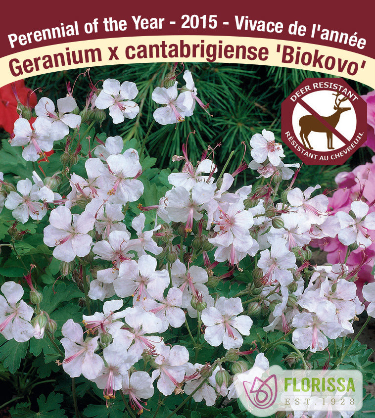 Geranium - x cant. Biokovo