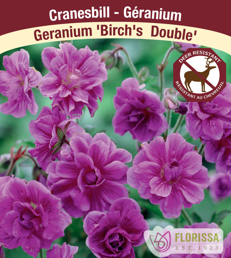 Geranium - him. Birch's Double