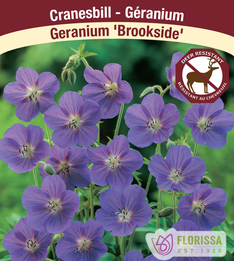 Geranium - Brookside