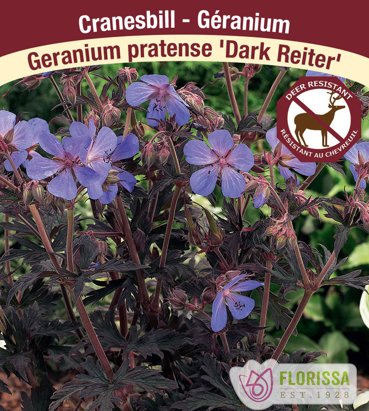 Geranium - prat. Dark Reiter