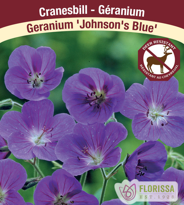 Geranium - Johnson's Blue