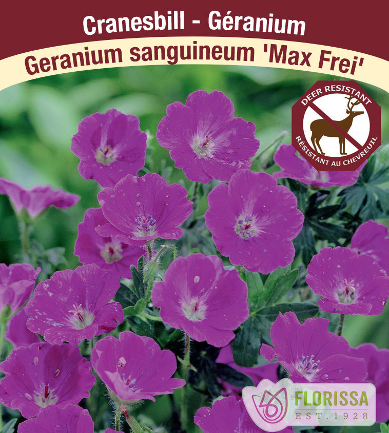 Geranium - sang. Max Frei