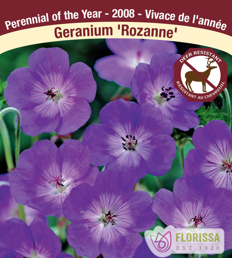 Geranium - Rozanne