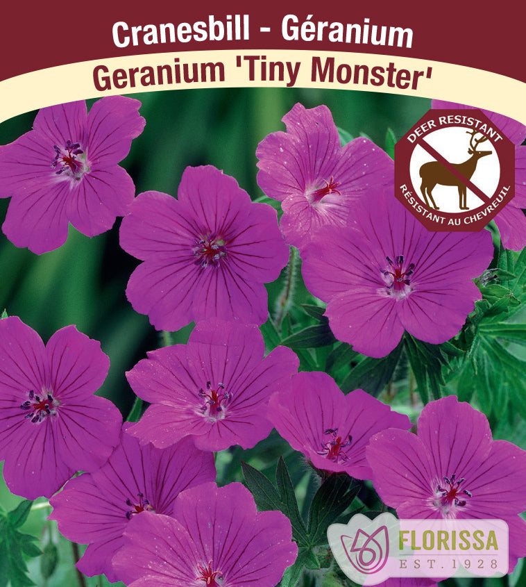 Geranium - Tiny Monster