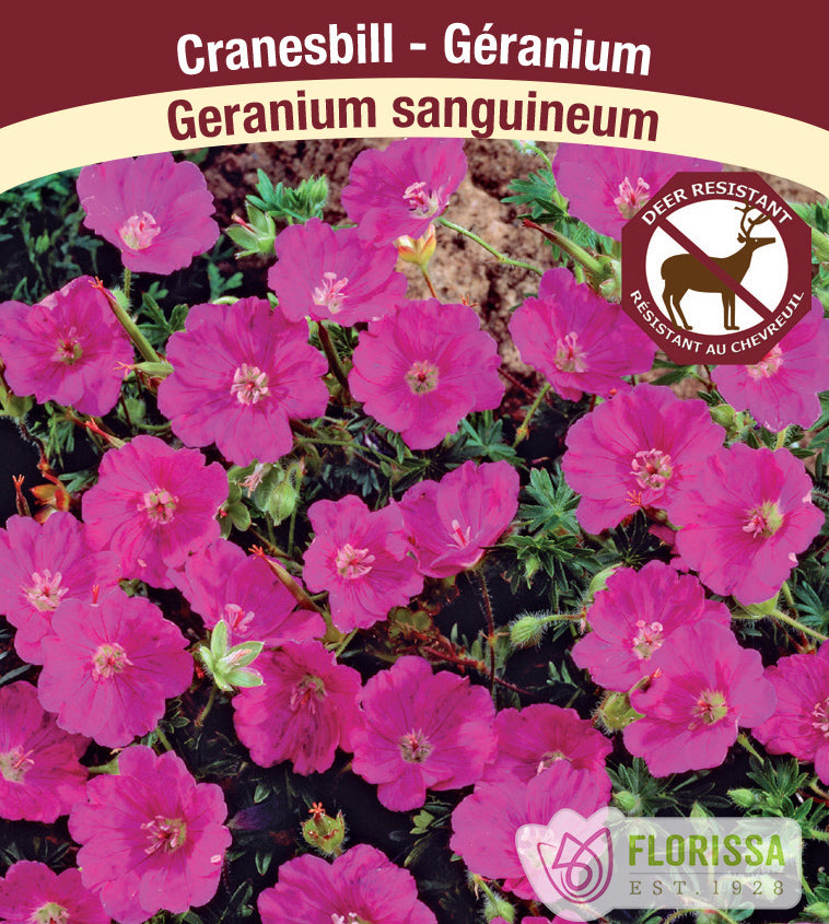 Geranium - sanguineum