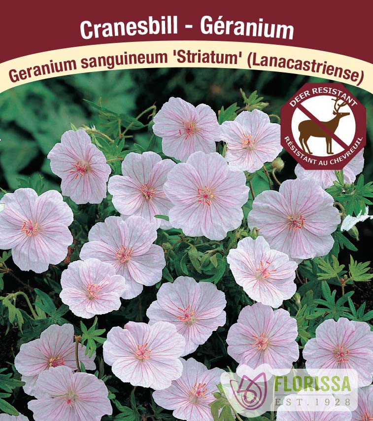 Geranium - sang. striatum