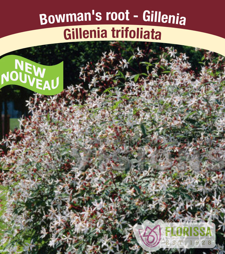 Gillenia - trifoliata