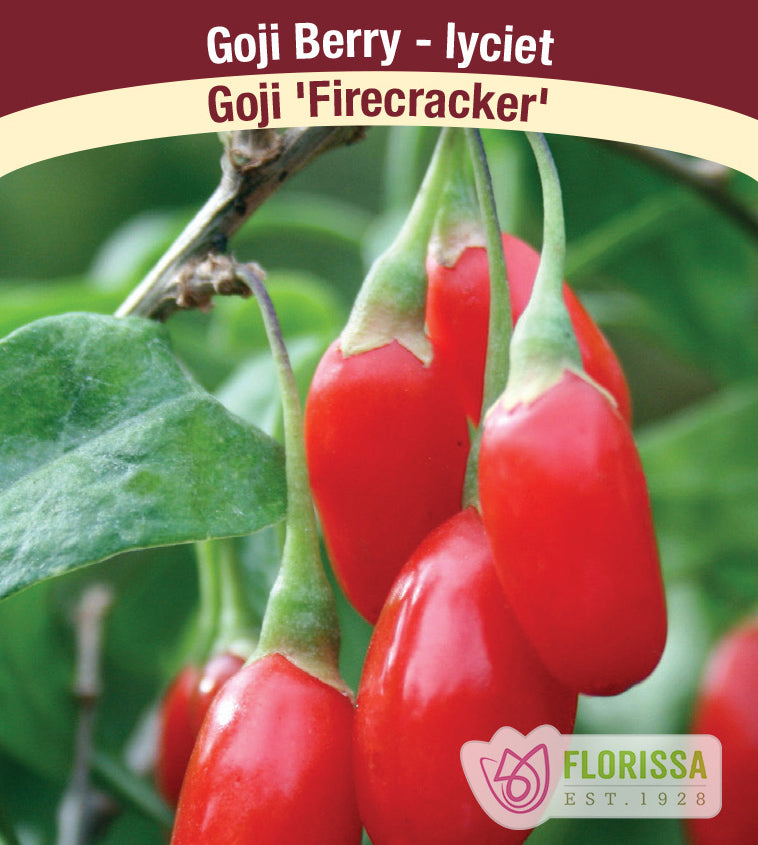 Goji Berry - Combo Unit Firecracker & Dynamite 12 each