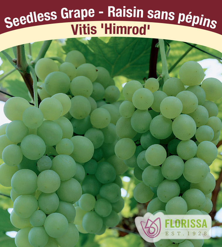 Grapes Seedless - Himrod Bulk