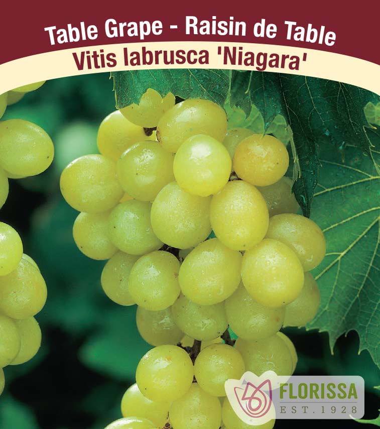 Grapes All Purpose - Niagara Bulk