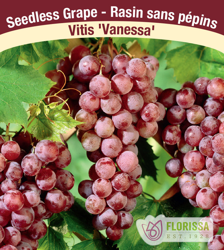 Grapes Seedless - Vanessa Bulk