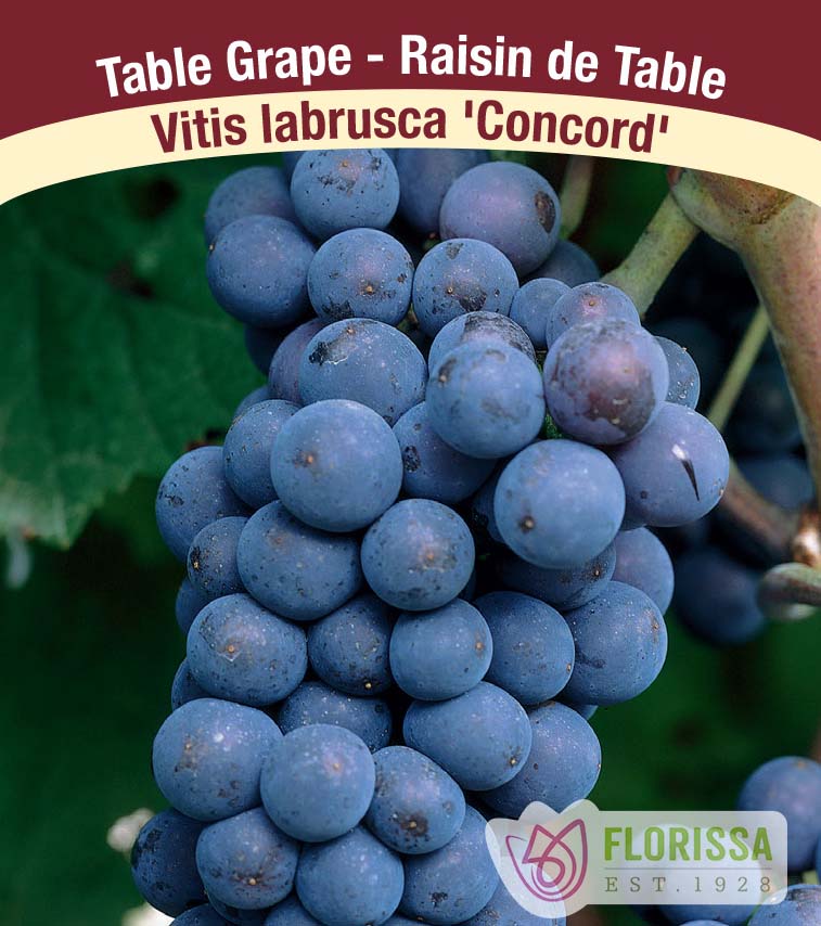 Grapes All Purpose - Concord Bulk