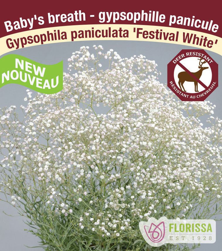 Gypsophylla - Festival White